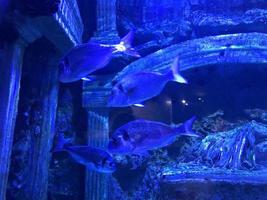 hermosos peces multicolores nadan en un acuario o bajo el agua en el océano en un arrecife de coral. turismo conceptual, vida marina, buceo foto