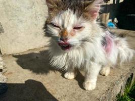 Homeless hungry poor sick white cute kind good cat with diseases and bald torn hair. Concept helping homeless pets at the shelter photo