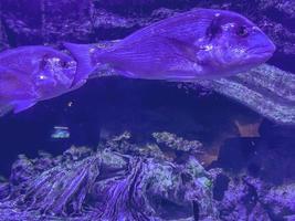 flocks of fish swim under water. an unusual, rare species of piranha with shiny scales. aquarium fish, observation of the underwater world in the oceanarium photo