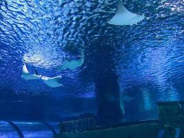 aquarium with fish. underwater marine animals, corals, plants. white stingray fish swim under water. family of underwater predators on the hunt photo