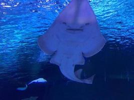 Bluespotted Stingray Swimming In Sea photo