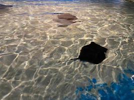 Stingray swimms under blue water. Closeup Stingray through aquarium window photo