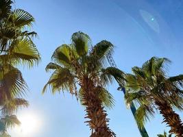 palm trees with large green leaves against the blue sky. an exotic country with tall trees for shade. palm tree with carved, green, large leaves photo