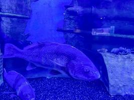 Underwater shoot of a funny fish with open mouth fining in blue clear water photo