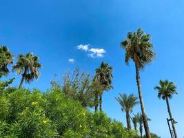Bottom view of palm trees tropical forest at blue sky background photo