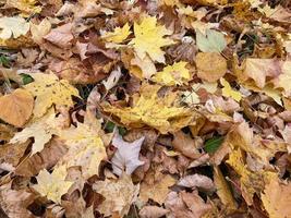 borde de hojas de arce anaranjadas y amarillas como fondo natural de otoño foto