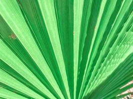 Fresh green tropical palm leaf close up surface texture image as background image. green palmtree leaf texture with stripes. photo