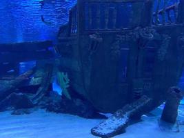 Scuba diver observing a large shipwreck completely rusted and overgrown lying underwater in the Red Sea photo