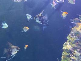 muchos peces pequeños en el acuario foto