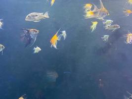 Many mackerel fish, underwater view photo