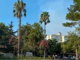 cruce de caminos, un bloque con hermosos edificios bajos y palmeras foto