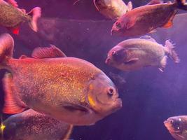 fondo del paraíso submarino - collage de la naturaleza de la vida silvestre de los arrecifes de coral con tortugas marinas y fondo de peces coloridos foto