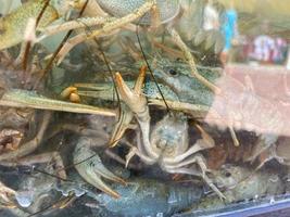 Live crayfish in aquarium. Crawfish in water photo