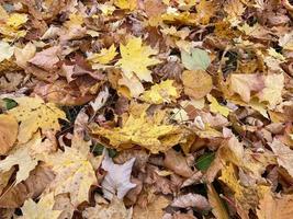 Colorful and bright background made of fallen autumn leaves photo