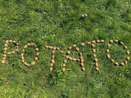 The inscription potatoes made of letters from natural yellow beautiful ripe tasty healthy starchy potatoes fresh in the ground on green grass. The background photo