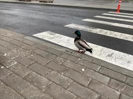 A beautiful gray duck bird walks on the asphalt at a pedestrian crossing crosses the road in a big city photo