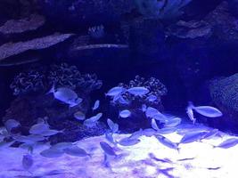 escena submarina. arrecife de coral, grupos de peces en agua clara del océano foto