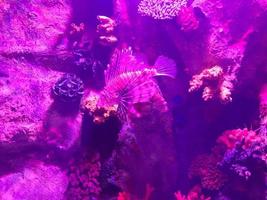 hermosos peces multicolores nadan en un acuario o bajo el agua en el océano en un arrecife de coral. turismo conceptual, vida marina, buceo foto