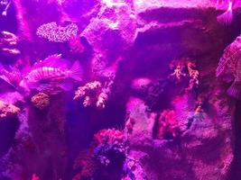 Multi-colored beautiful fish swim in an aquarium or underwater in the ocean on a coral reef. Concept tourism, marine life, diving photo