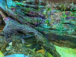in the oceanarium there is a large stone waterfall with flowing water. there are green plants, silt and moss on the waterfall. high humidity photo