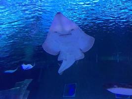 A pair of stingrays are swimming on the blue sea photo