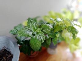 Bright green plants in small plastic pots. photo