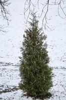 Evergreen fir tree with pointy top standing outside on snow with dry frozen branches of other trees hanging from above photo