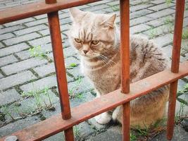 un gato gruñón rojo sentado en las baldosas del pavimento detrás de las barras de la cerca de metal rojo en el día de verano foto