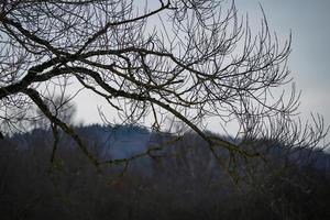 Big leafless tree branch silhouette in light grey sky over forest on hill visible on the background photo