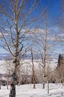 A small grove of Aspen trees in front of a spectacular view down the snow covered mountains of Steamboat, Colorado. photo