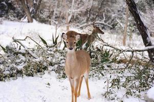 cierva de cola blanca en la nieve y un frío día de invierno en el bosque. foto