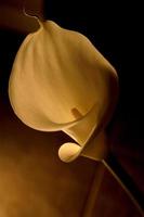Backlit calla lily with a dark dramatic background. photo