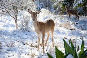 A young female white-tailed deer stand still in the snow on a winter's day in the forest. photo