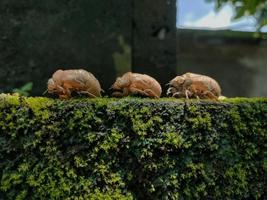 insectos que dejan sus caparazones corporales foto