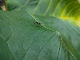 insects that are always in every plant photo