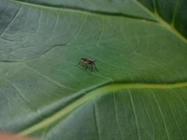 insects that are always in every plant photo