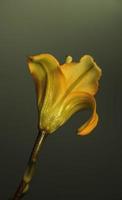 Yellow Day Lily . View from rear photo