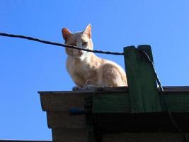 Orange cat is sitting on the roof of garage at summer time in countryside. Homeless cat concept photo