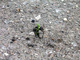 Growth sprout making its way through asphalt. Urbanization concept photo