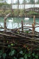 Swans In The Silent Swamp photo