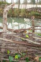 Swans Are Swimming In The Swamp photo