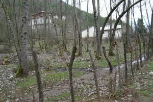 árboles y casas en el bosque foto