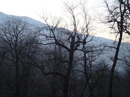 Foggy Morning The Mountains photo