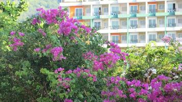 Pink Flowers Front Of Building photo