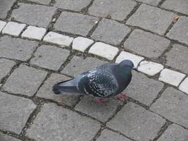 el pájaro solitario de cerca foto