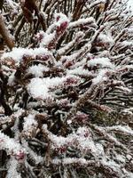 frost on a tree close-up photo