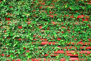 Red wooden wall with green curly plants. Chiang Mai, Thailand. photo