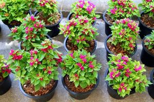 Travel to Bangkok, Thailand. The pink pot plants on the market. photo