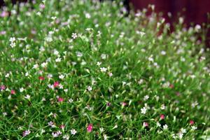 viajar a bangkok, tailandia. el prado verde con hermosas flores pequeñas y florecientes. foto