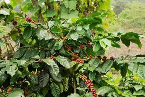 árbol de café con bayas rojas y verdes en las ramas de la plantación de café. doi suthep, chiang mai, tailandia. foto